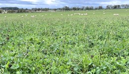 Cornwall: Multi-species swards – from seed to feed